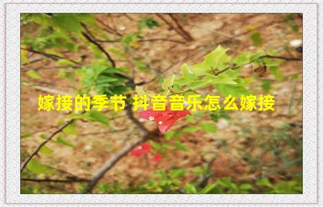 嫁接的季节 抖音音乐怎么嫁接